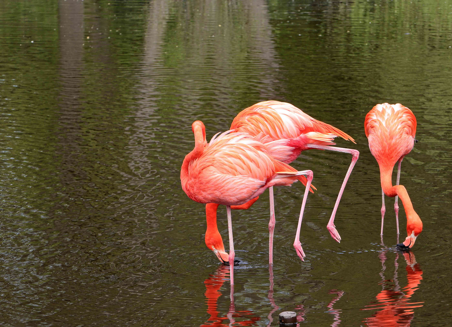 Flamingo`s