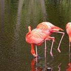 Flamingo`s