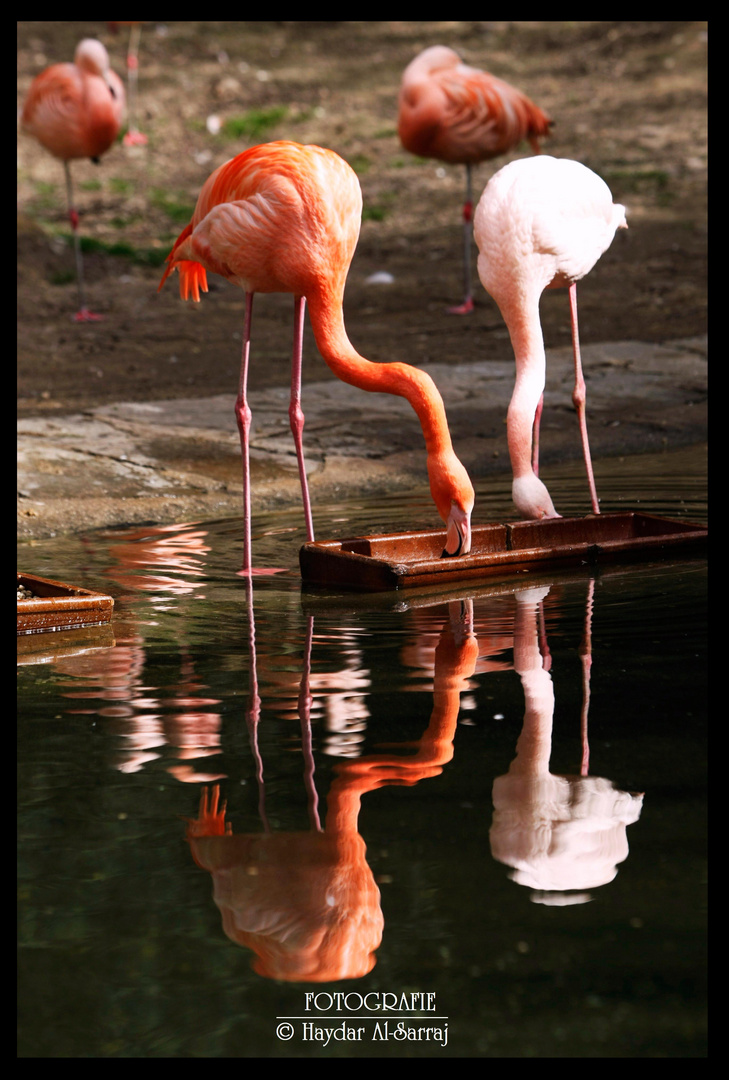 Flamingos