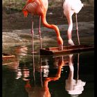 Flamingos