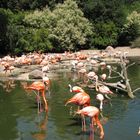 Flamingos