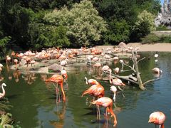 Flamingos