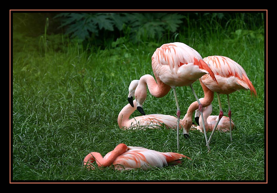 Flamingos