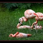 Flamingos