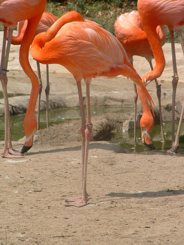 Flamingos