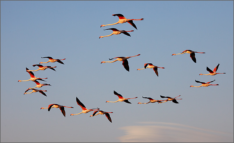 Flamingos