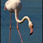 ..."Flamingos"...