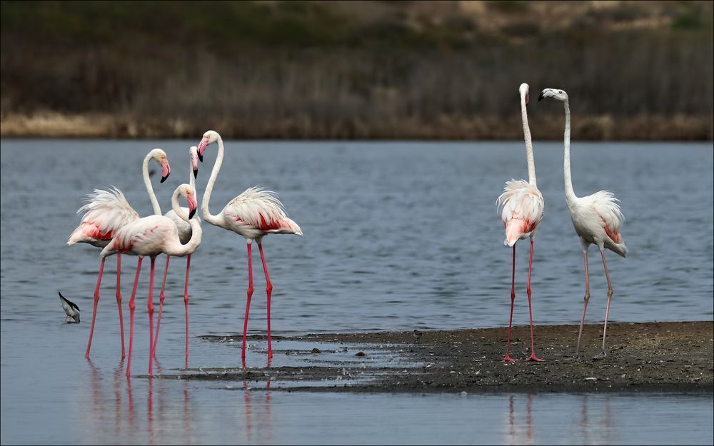 Flamingos