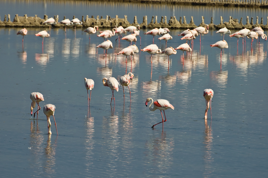 Flamingos