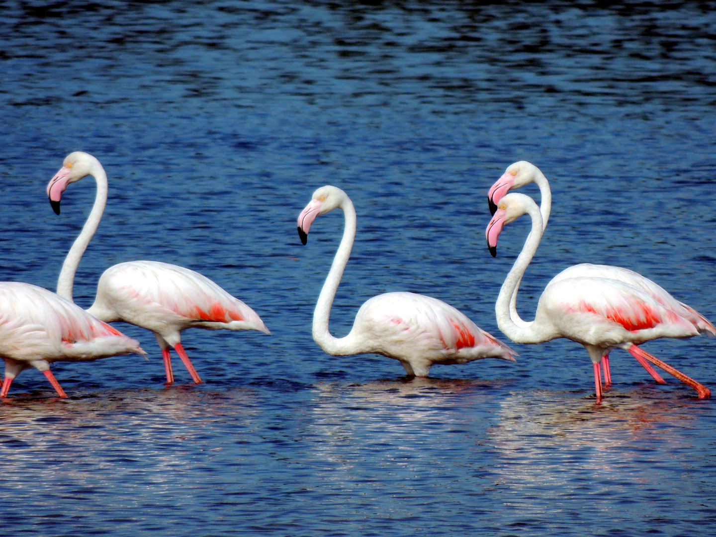 Flamingos