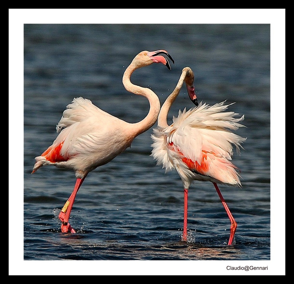 ..."Flamingos"...