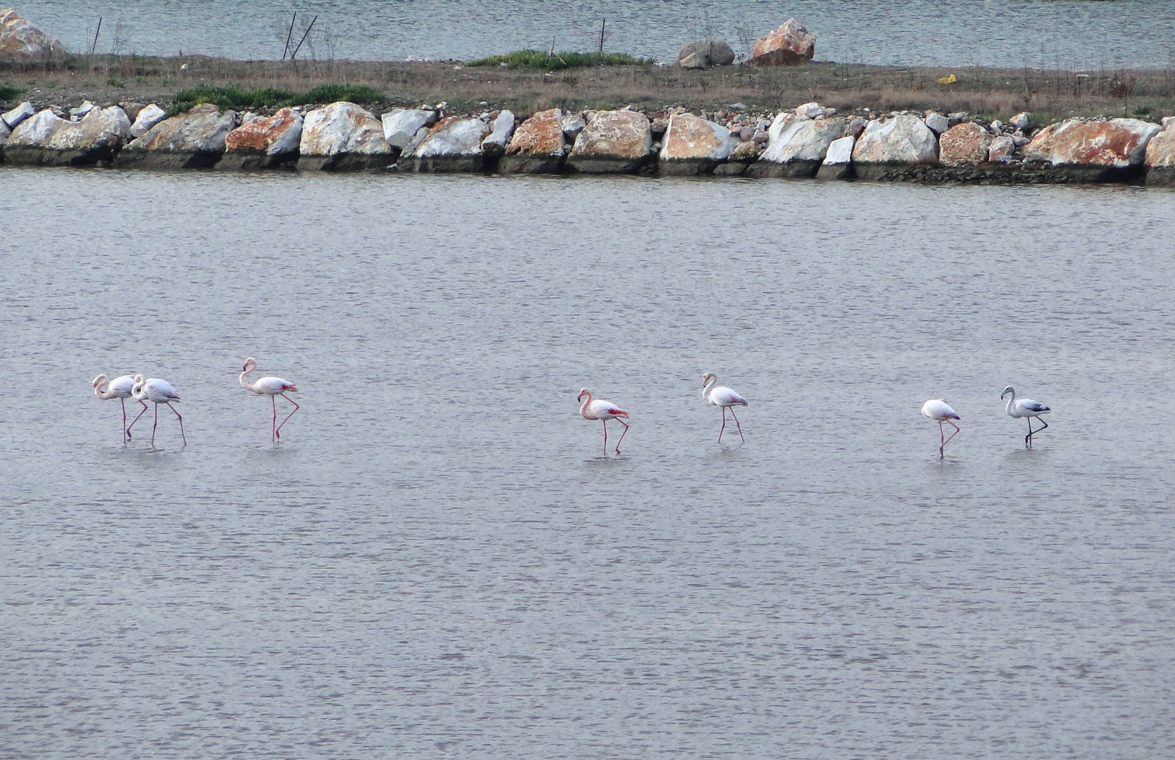 Flamingos