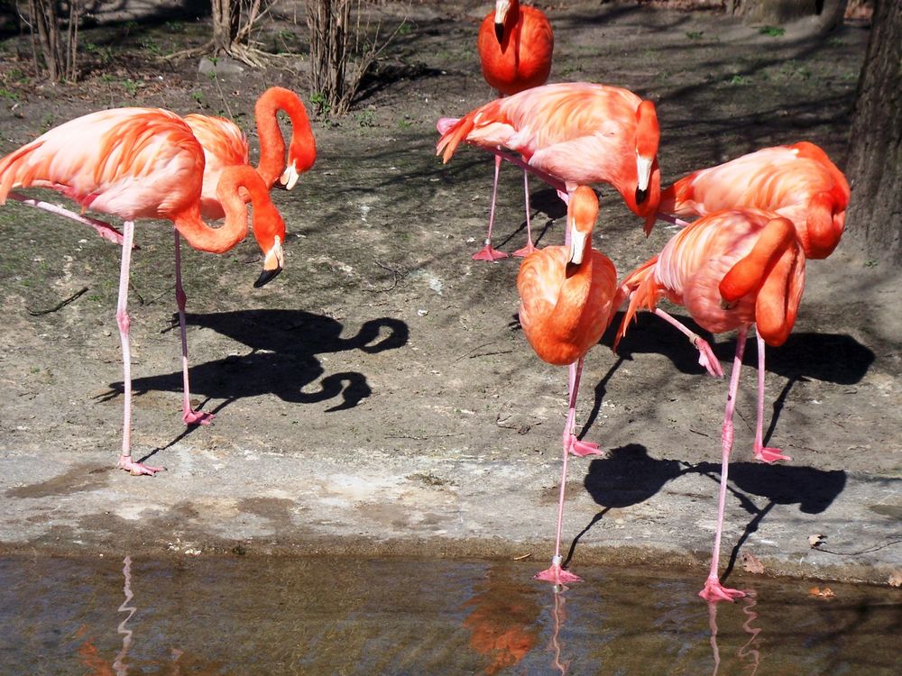 Flamingos