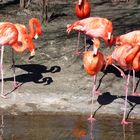 Flamingos