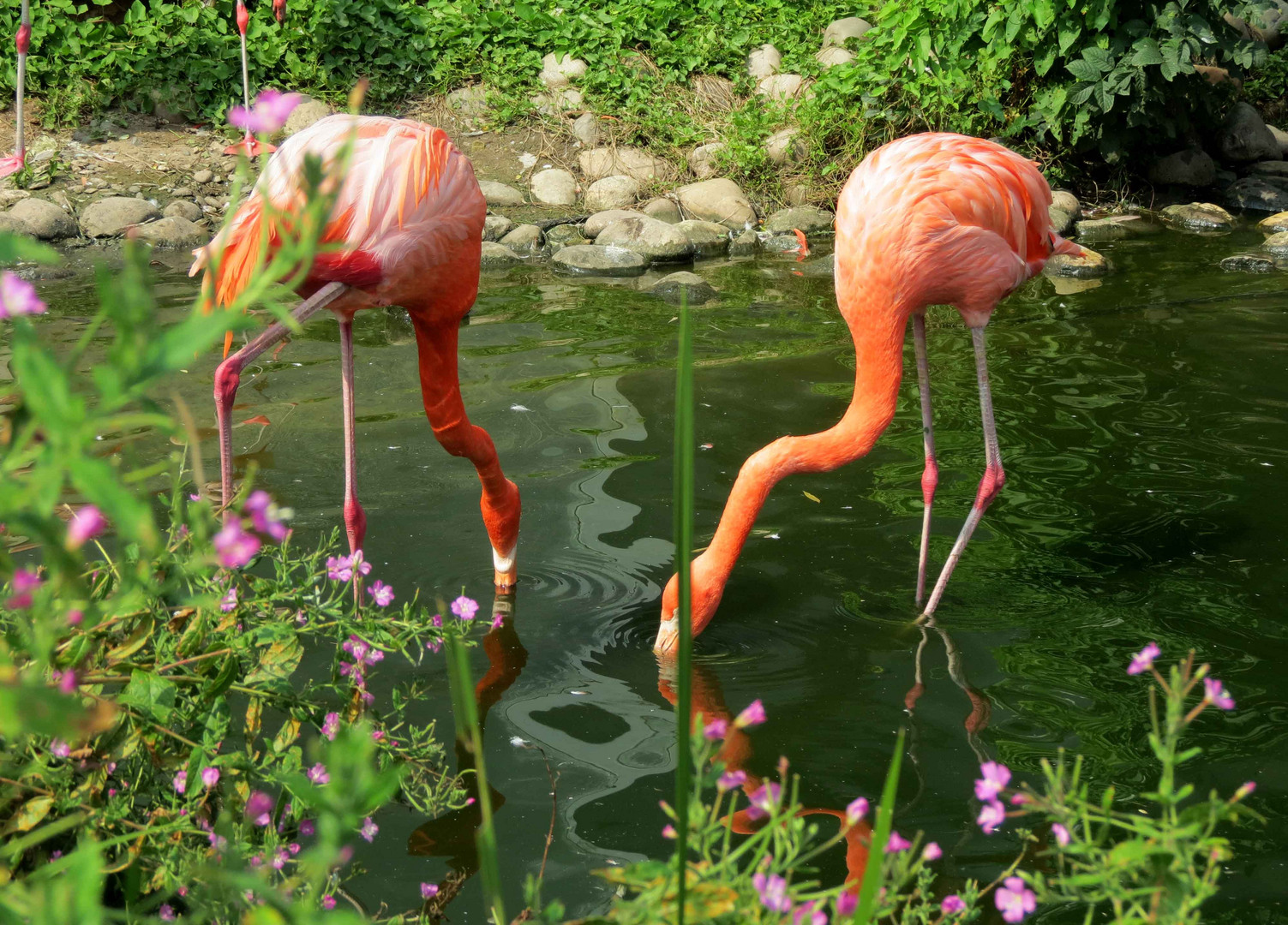 Flamingos