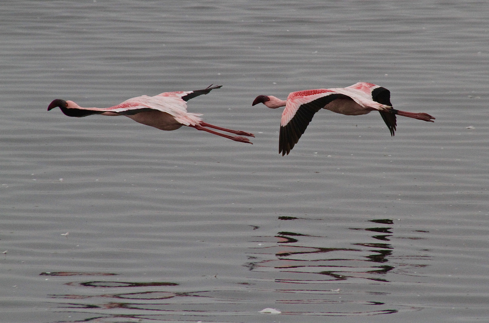 Flamingos