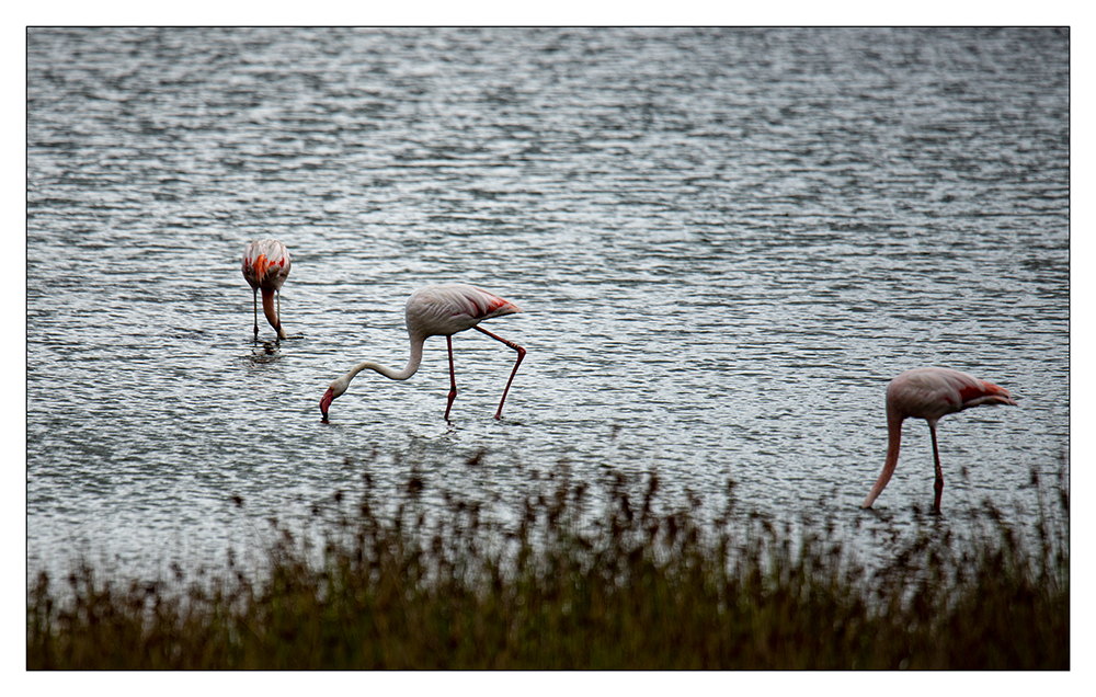 -Flamingos-