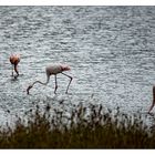 -Flamingos-