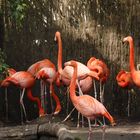 Flamingos 