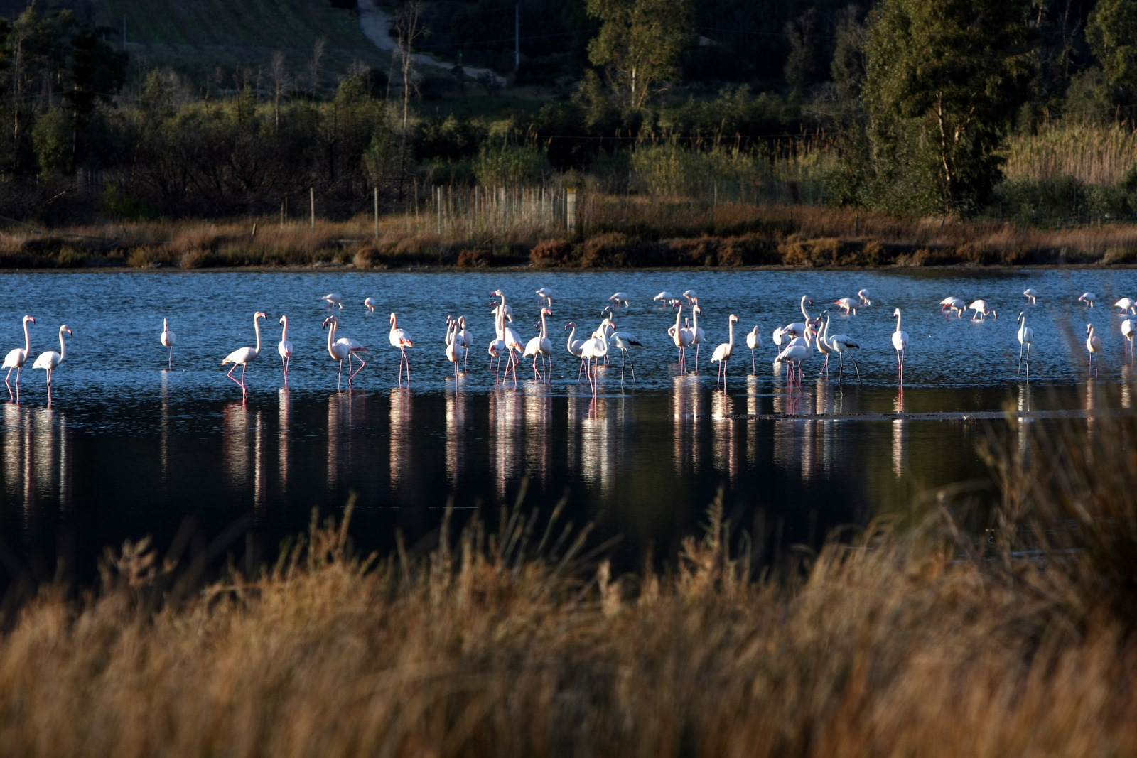 flamingos