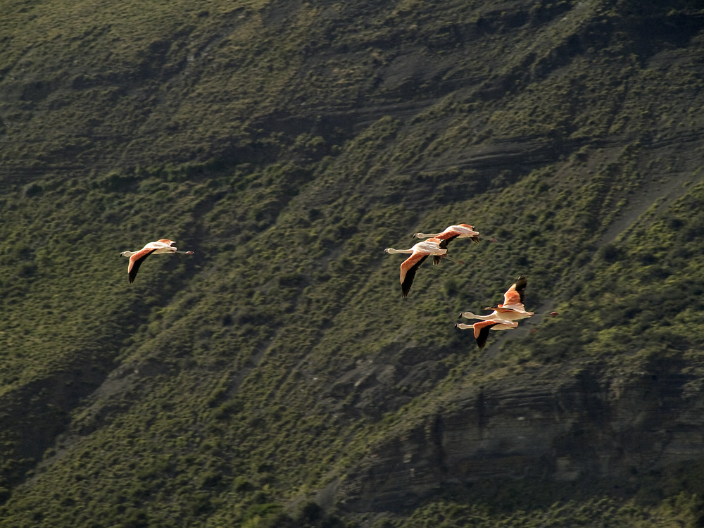 Flamingos