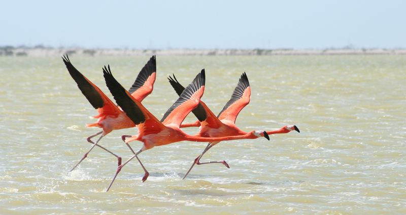 Flamingos