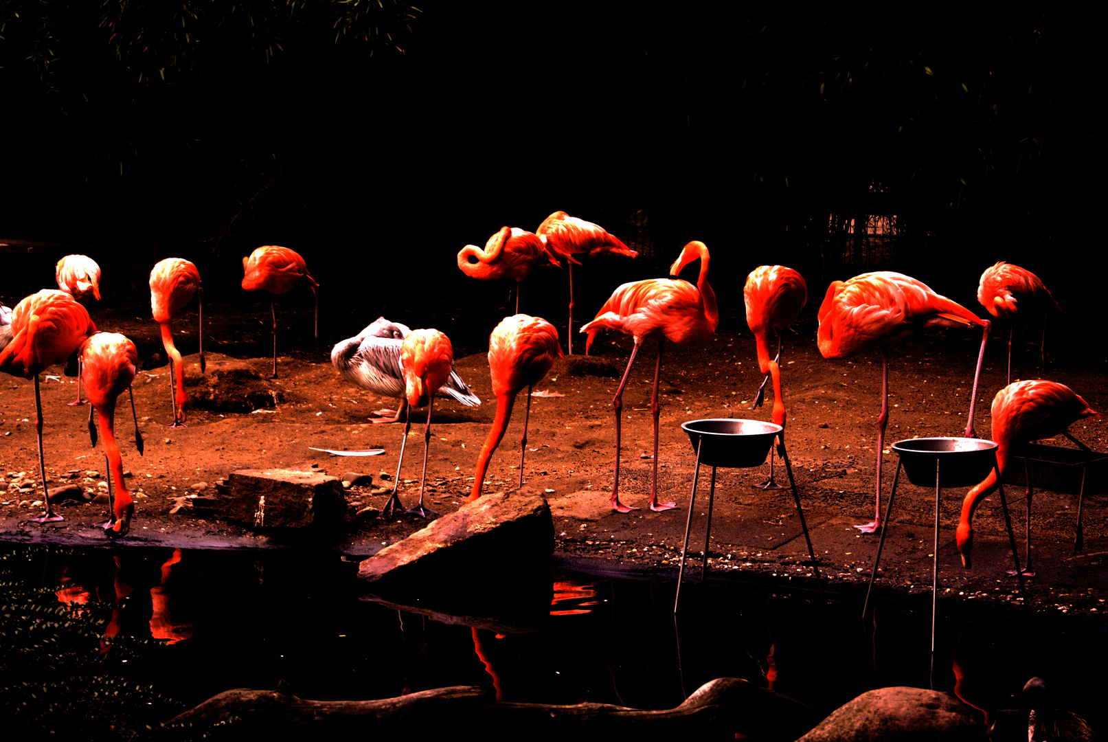 Flamingos