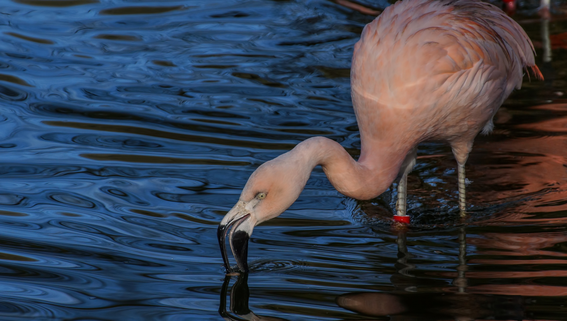 Flamingos