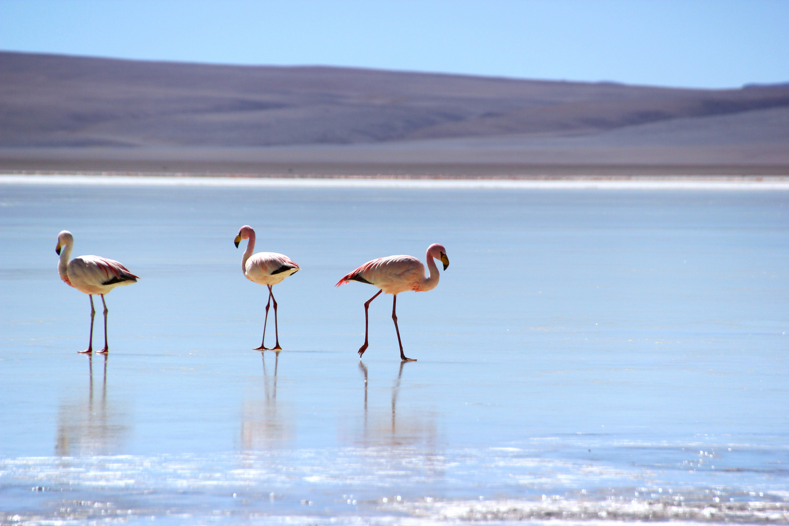 Flamingos