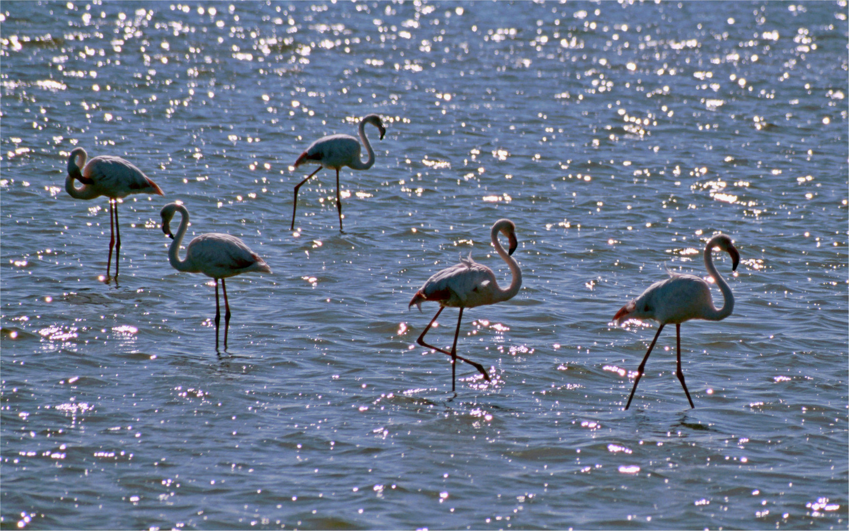 Flamingos