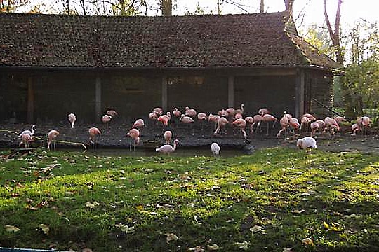 Flamingo's