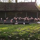 Flamingo's