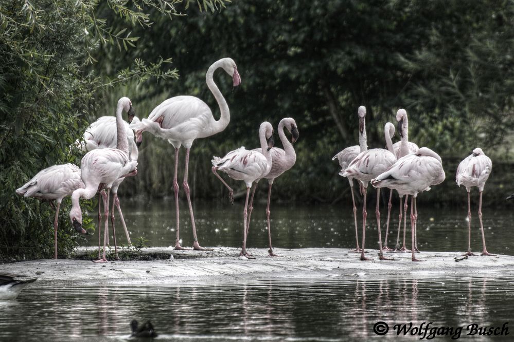 Flamingos