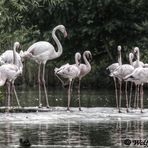 Flamingos