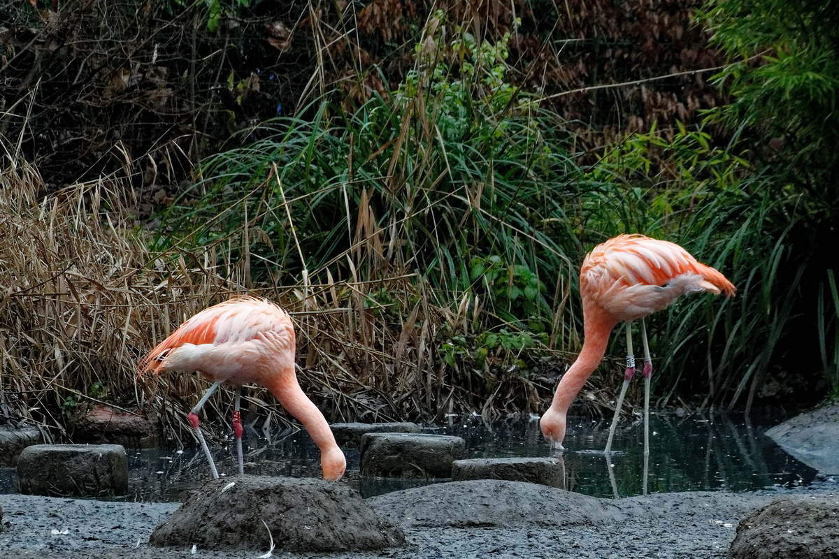 Flamingos