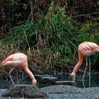 Flamingos