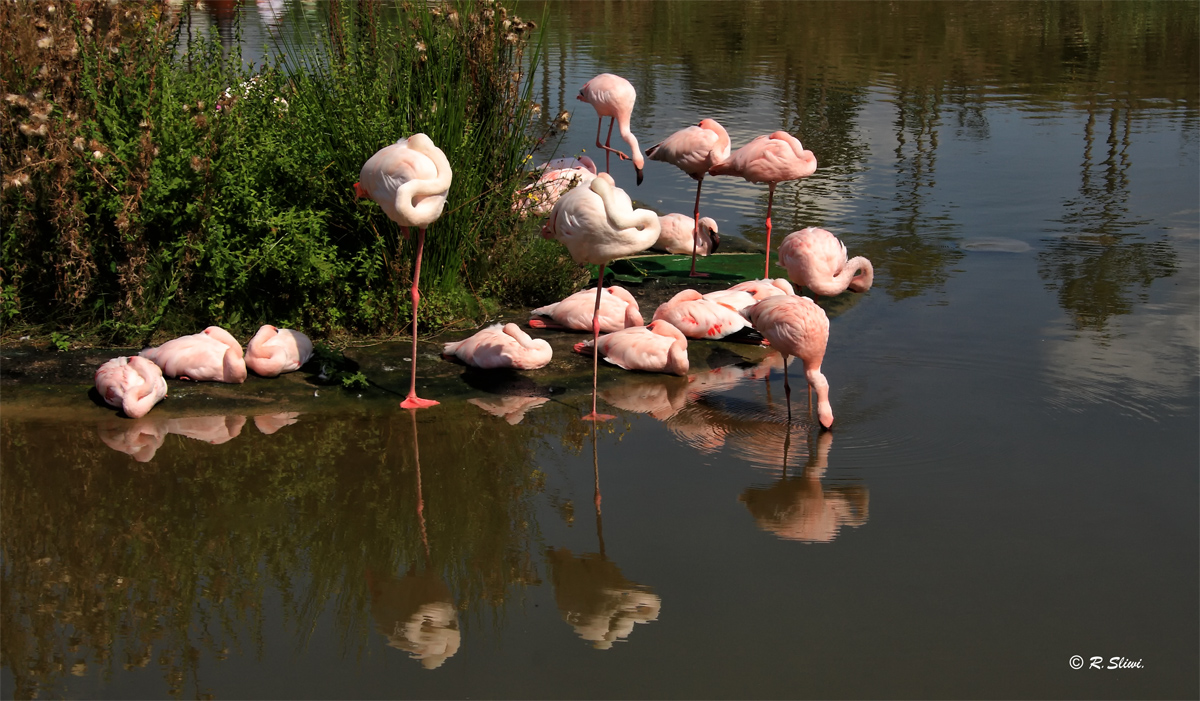 Flamingos