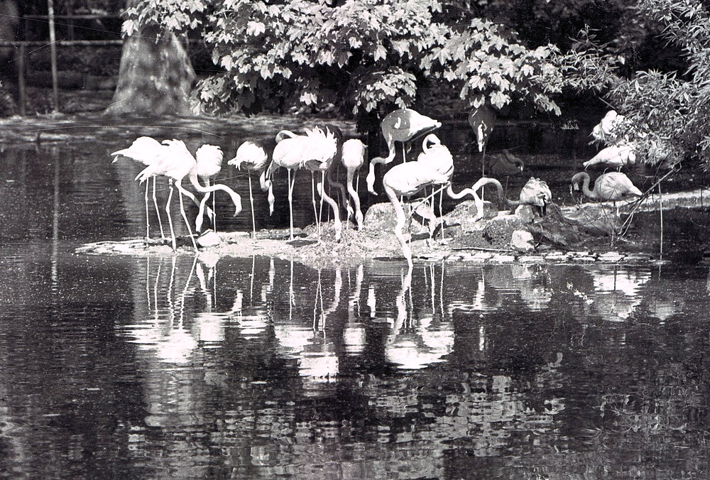 Flamingos