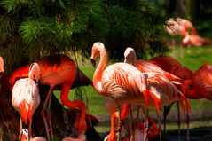 Flamingos