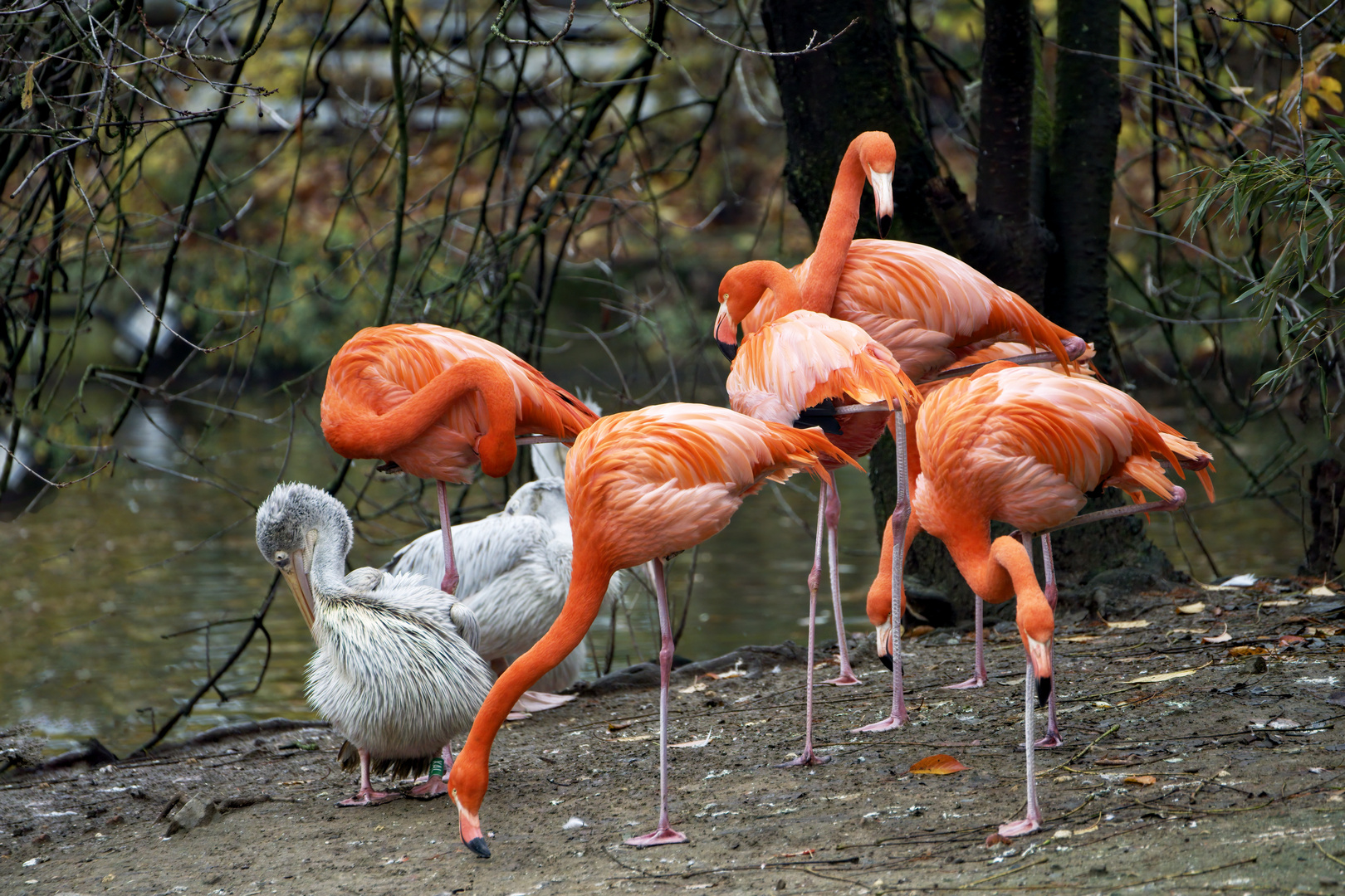 Flamingos