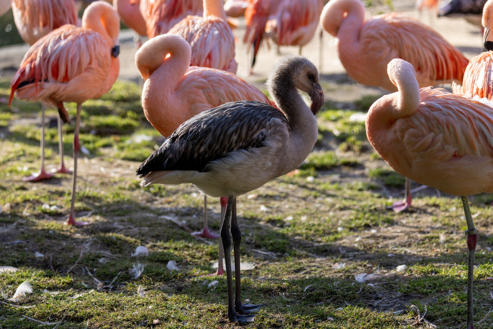 Flamingos