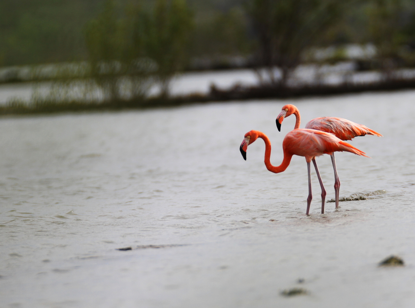 Flamingos