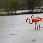 Flamingos