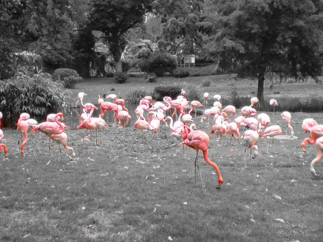 Flamingos :)