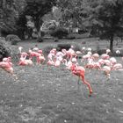 Flamingos :)