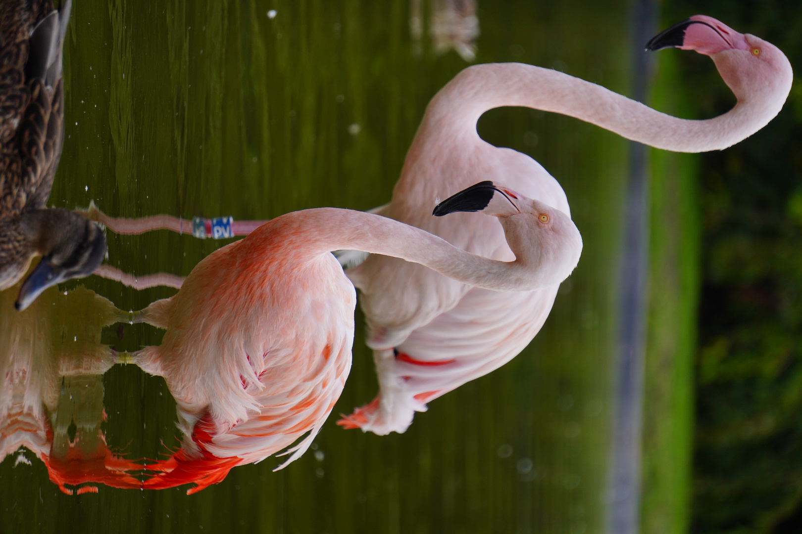 Flamingos