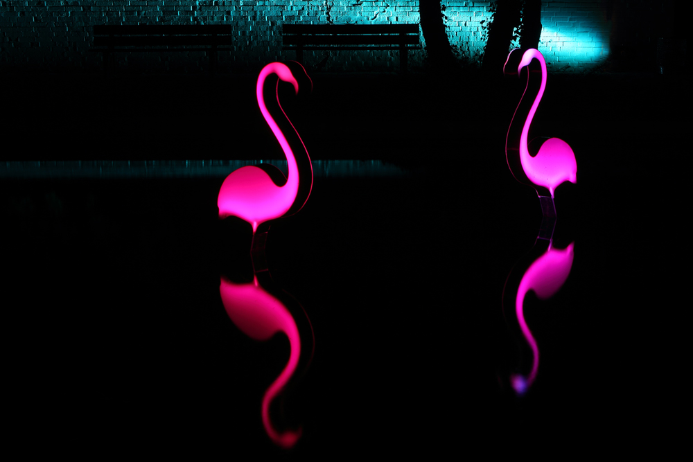 Flamingos