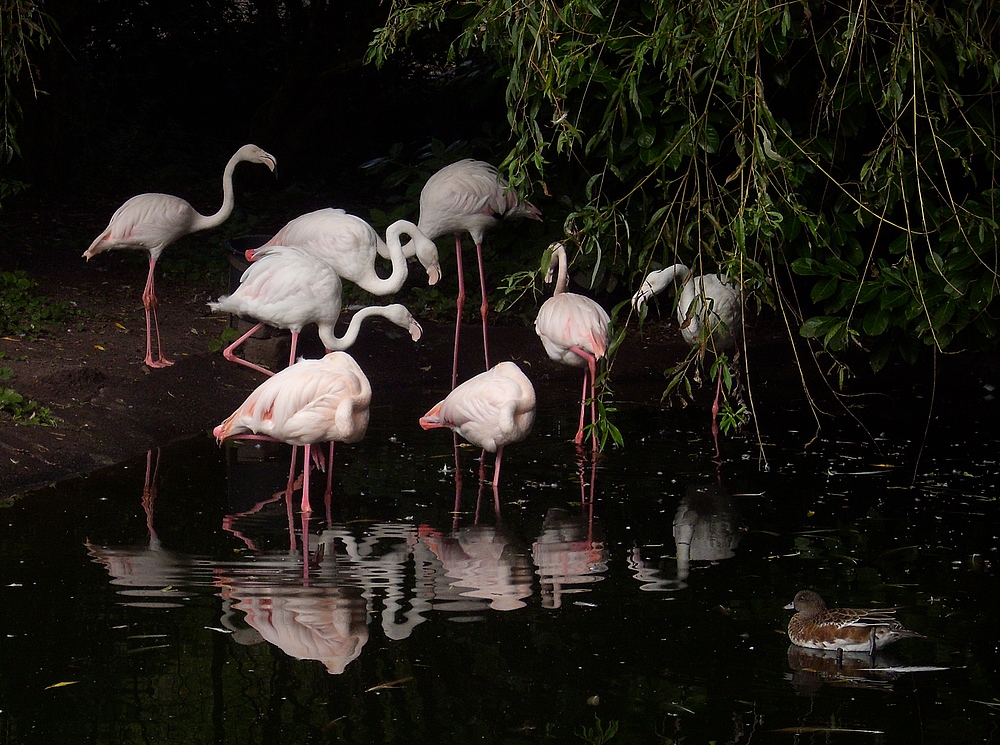 Flamingos