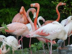 Flamingos