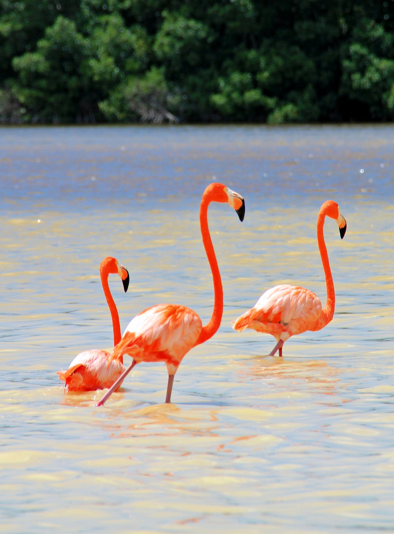 Flamingos